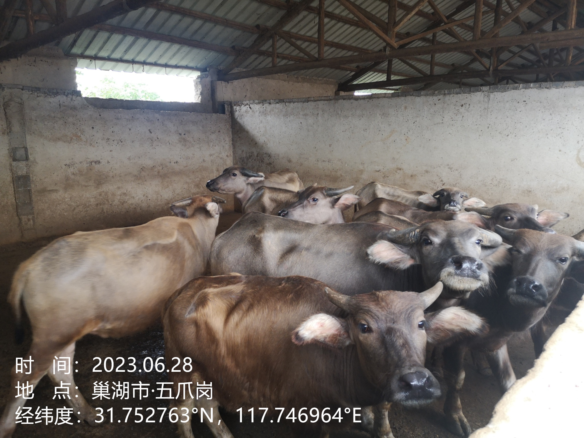 国元保险：肉牛养殖补充保险为养殖户撑起“保护伞”