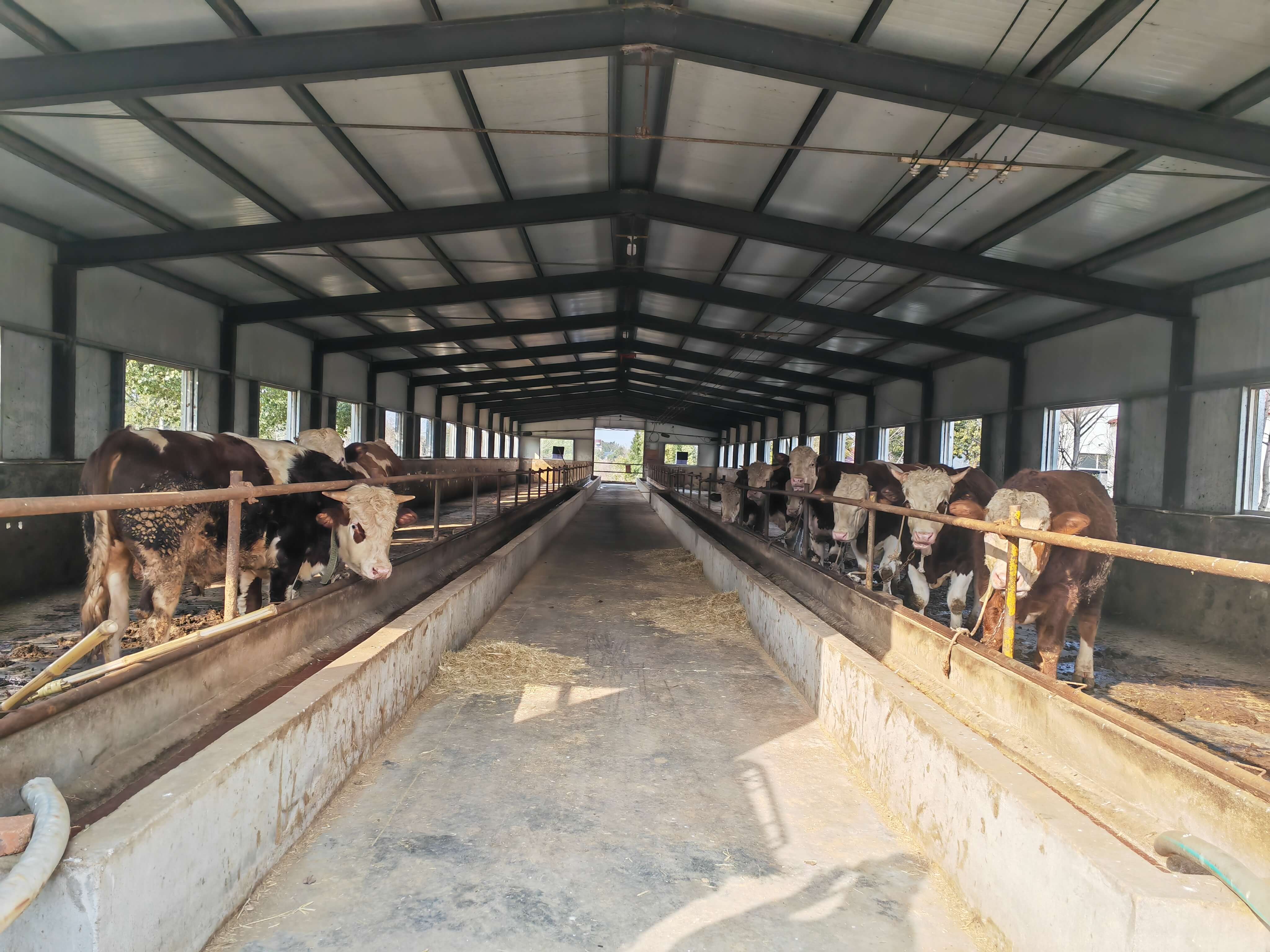 国元保险合肥中支联合国元期货开展肉牛饲料成本价格保险